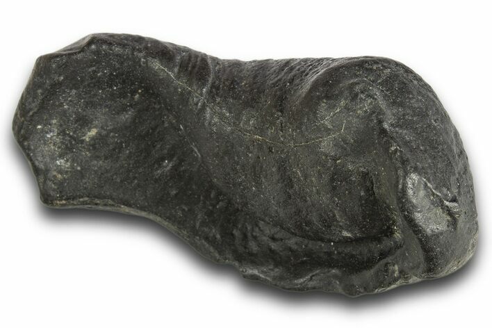 Huge, Fossil Whale Ear Bone - South Carolina #321082